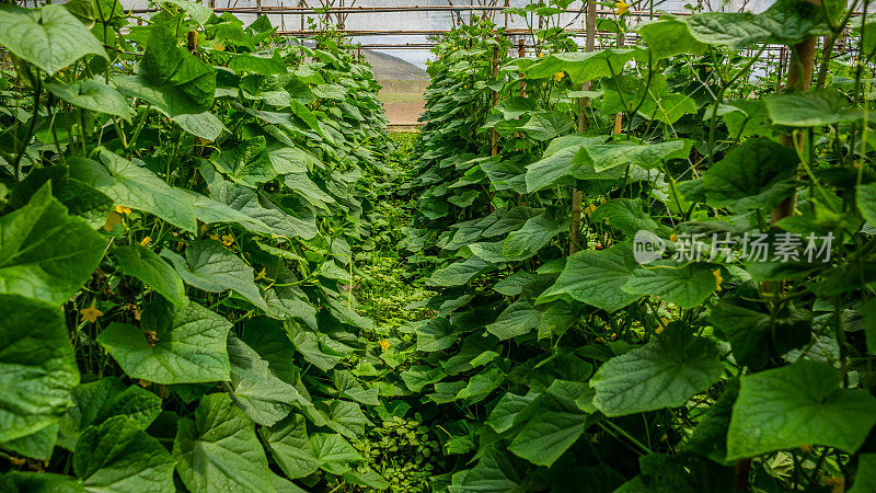 最好的黄瓜种植在越南Duong Lam Dong的温室里